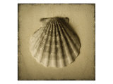 Seashell Study I