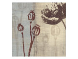 Chocolate Poppy
