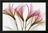 Alstromeria