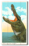 Gaping Alligator  Louisiana