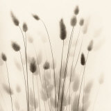Italian Tall Grass No 1