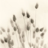Italian Tall Grass No 2