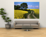 Canola  Farm  Yellow Flowers  Germany
