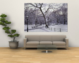 Bare Trees During Winter in Central Park  Manhattan  New York City  New York  USA