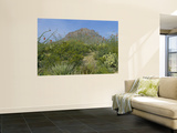 Ocotillo Plants in a Park  Big Bend National Park  Texas  USA