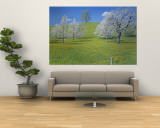 View of Blossoms on Cherry Trees  Zug  Switzerland