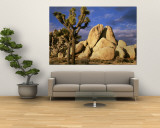 Joshua Tree National Park  California  USA