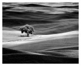 Lone Tree