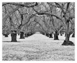 Old Walnut Orchard