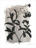 Silver Shade I