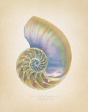 Nautilus Cross Section