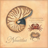 Nautilus