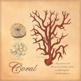 Coral