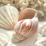 Coral Shell II