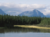 Landscape of Pine Trees Along Kluane Lake in Yukon  Canada