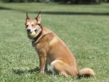 German Shepherd Dog with Ball Sitting in Grassy Green Field in Park