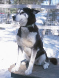 Watchful Husky Dog Sitting on Doghouse in Kennel