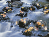 Close-Up of a Stream with Fallen Maple Leaves Caught on the Boulders
