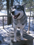 Husky Dog Standing on Doghouse in Kennel