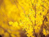 Selective Focus of Blooming Yellow Flower Buds on Branches