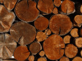 Close-Up of the Ends of Cut Logs with an Intricate Pattern in France