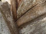 Close-Up of Base of Palm Tree Branches