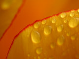 Cool and Refreshing Droplets of Water on Yellow Flower Petal
