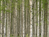 Abundant and Dense Forest of Birch Trees