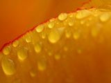 Cool and Refreshing Droplets of Water on Yellow Flower Petal