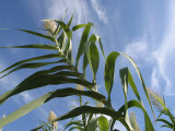 View of Corn Stalk and Blue Sky