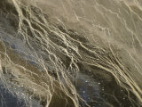 Environmental Pollen in Water