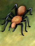 Tarantula Spider