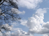 Wispy Clouds in Brilliant Sky with Tree
