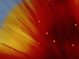 Close Up of Fiber Optics