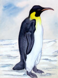 Portrait of Penguin