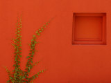 Vines Clinging to a Plaster Wall