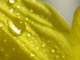 Water Droplets on Yellow Flower Petal