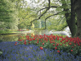 Beautiful Blooming and Flowering Plants in a Garden