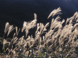 Wheat Grass Blowing in the Wind
