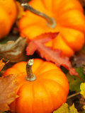 Traditional Autumnal Scene of Small Pumpkins and Fall Leaves
