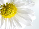 Close-Up of Blooming White Daisy