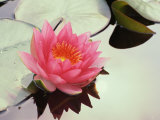 Beautiful Lily Pads on Water Surface