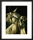 A Bridled Pack Mule Yawning