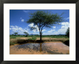 Waterhole  Kenya  Africa