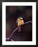 Little Bee-Eater  Kenya