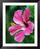 Hibiscus Flower in Morro Negrito  Chiriqui  Panama