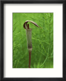 Jack-In-The-Pulpit Flower Amid Green Equisetum Ferns in Springtime  Michigan  USA