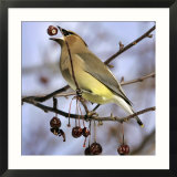 A Cedar Waxwing Tosses up a Fruit from a Flowering Crab Tree  Freeport  Maine  January 23  2007
