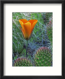 Mariposa Tulip Amid Grizzly Bear Cacti  Death Valley National Park  California  USA