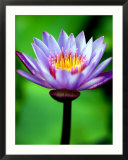 Water Lily  Tahiti  the Society Islands  French Polynesia